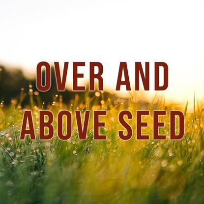 Picture of Giving - Over and Above Seed
